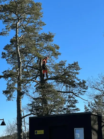 Arborist fäller högt träd med klätterteknik i Täby