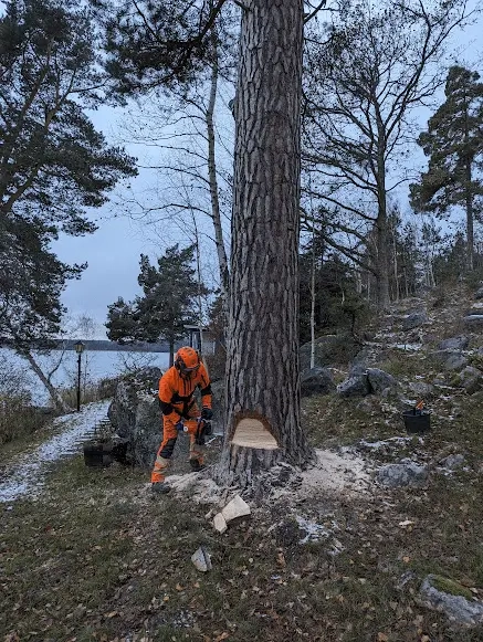 Professionell trädfällning av tall med motorsåg i Täby kommun