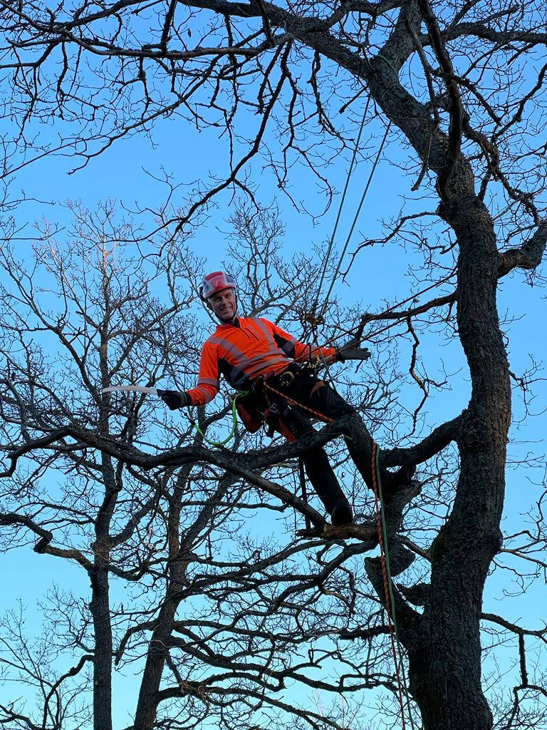 Arborist utför beskärning av träd med säkerhetsutrustning och klätterrep
