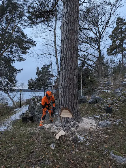 Trädfällning Värmdö