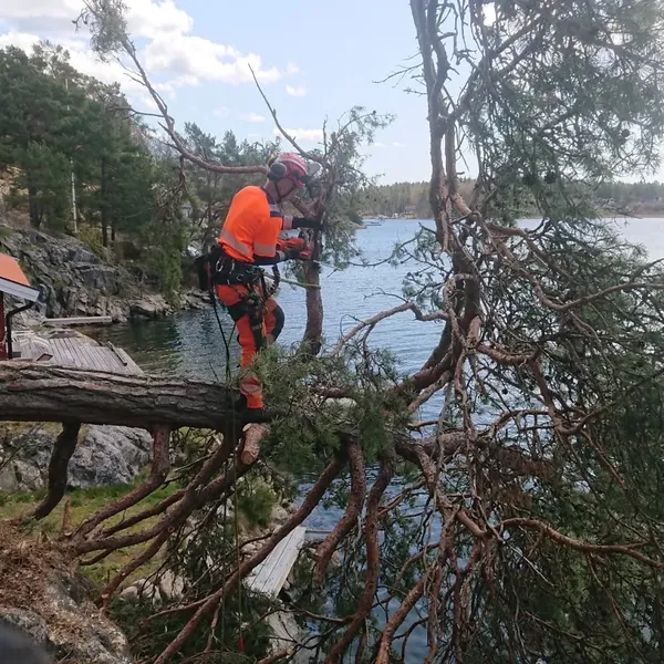 Trädfällning vid vatten