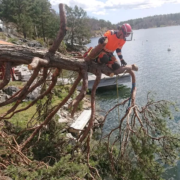 Trädfällning vid skärgården
